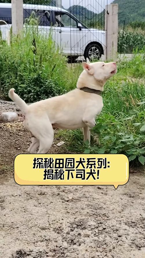 四不像正版資料2025和中國下司犬外網(wǎng)爆火與中國下司犬介紹