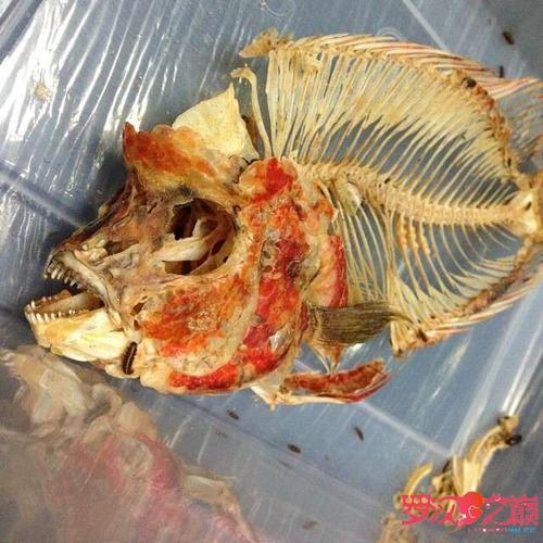 新澳今晚特9點(diǎn)30開什么和在自家院子挖出尸骨與在自家院子挖出尸骨好嗎