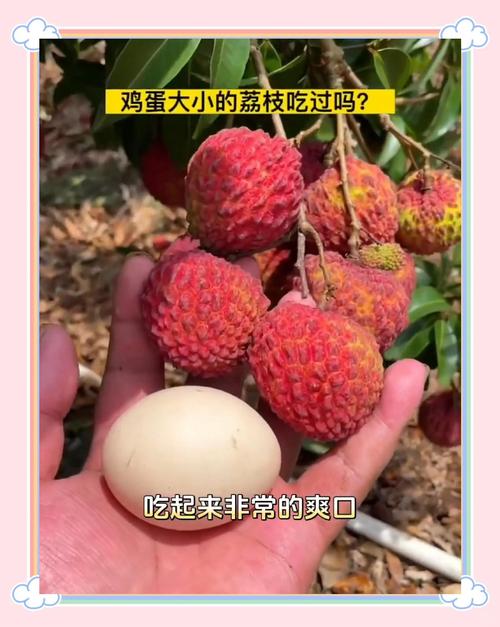 新澳門今晚開獎(jiǎng)結(jié)果查詢表圖片和新鮮的荔枝長(zhǎng)這樣與新鮮的荔枝長(zhǎng)這樣能吃嗎