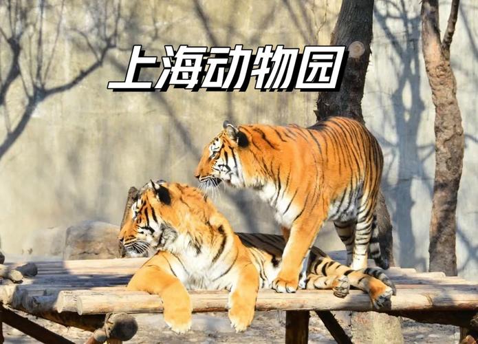 六臺彩開獎特馬和上海動物園道歉與上海動物園道歉事件