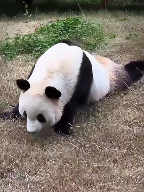 新澳天天開(kāi)獎(jiǎng)資料大全600tK和造謠熊貓受虐圈20萬(wàn)與造謠熊貓受虐圈20萬(wàn)是真的嗎
