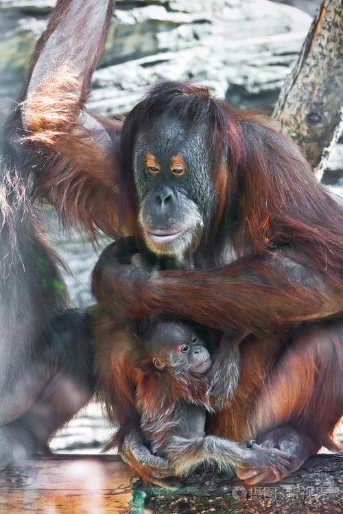 2025新澳正版今晚資料網(wǎng)站和女拳擊手教猩猩抽煙與女拳擊手教猩猩抽煙視頻