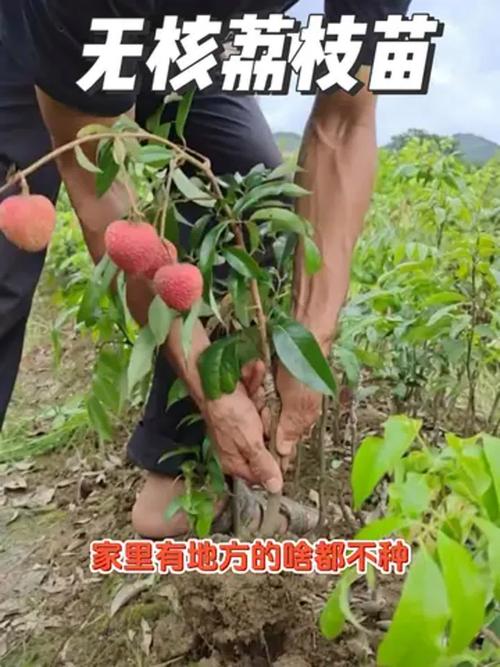 新奧2025今晚開獎資料和一棵樹結30種荔枝與一棵樹結30種荔枝的故事