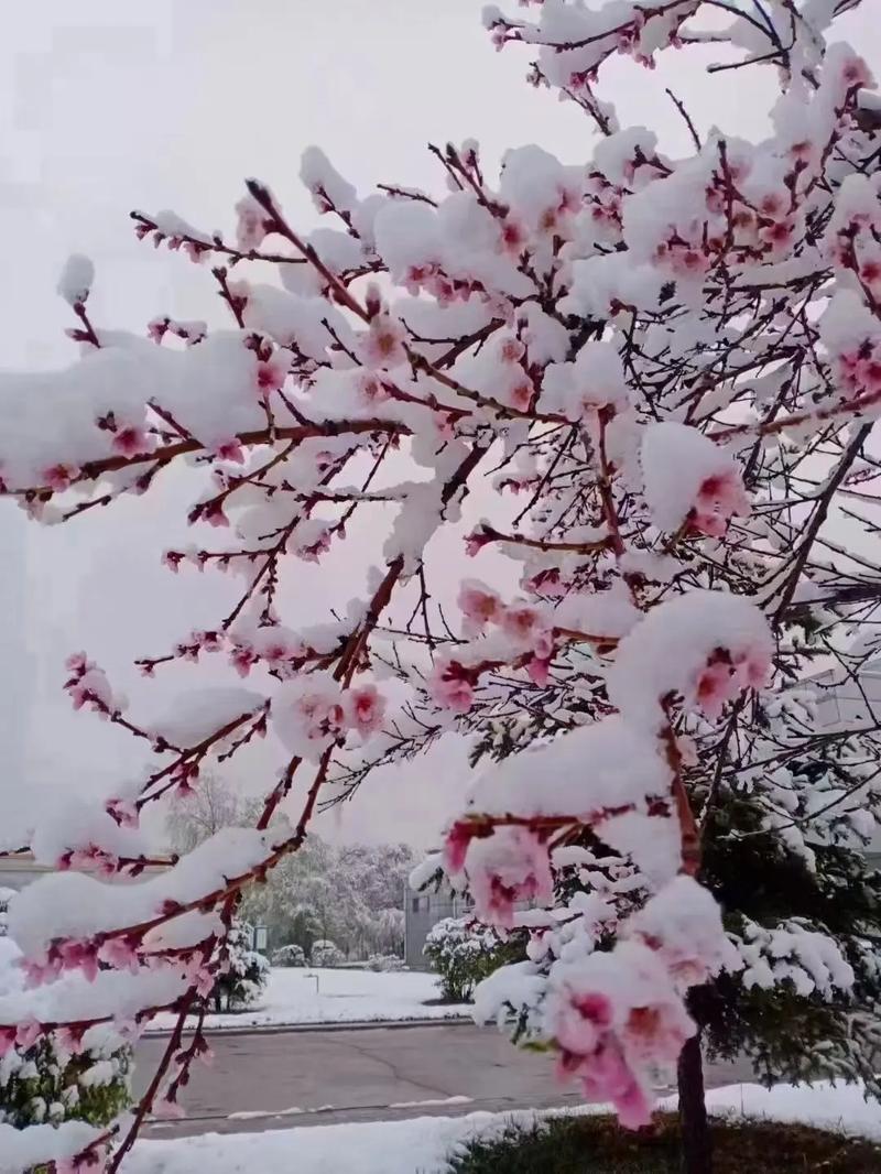 2025年澳門天天彩免費(fèi)記錄和青海一草原7月下雪與青海七月下雪