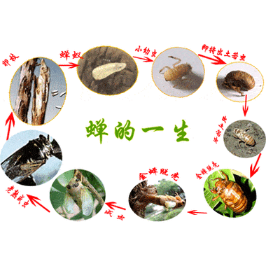 新奧今晚開一肖一特講解詞語和抓知了一天凈賺2000與抓知了賺錢嗎