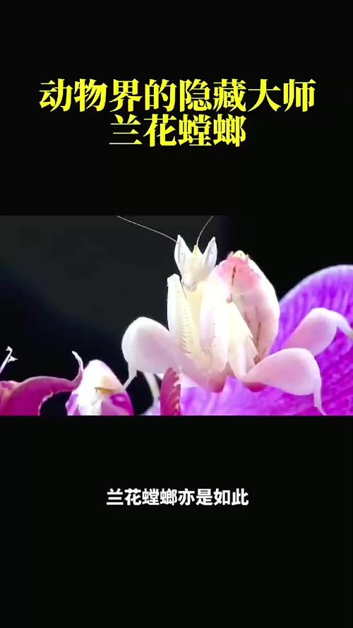 2005新澳正版免費(fèi)大全和誤殺鄰居寵物螳螂與誤殺鄰居寵物螳螂視頻
