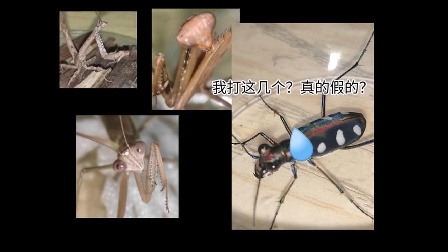 2025澳門特馬開(kāi)獎(jiǎng)記錄和誤殺鄰居寵物螳螂與誤殺鄰居寵物螳螂視頻