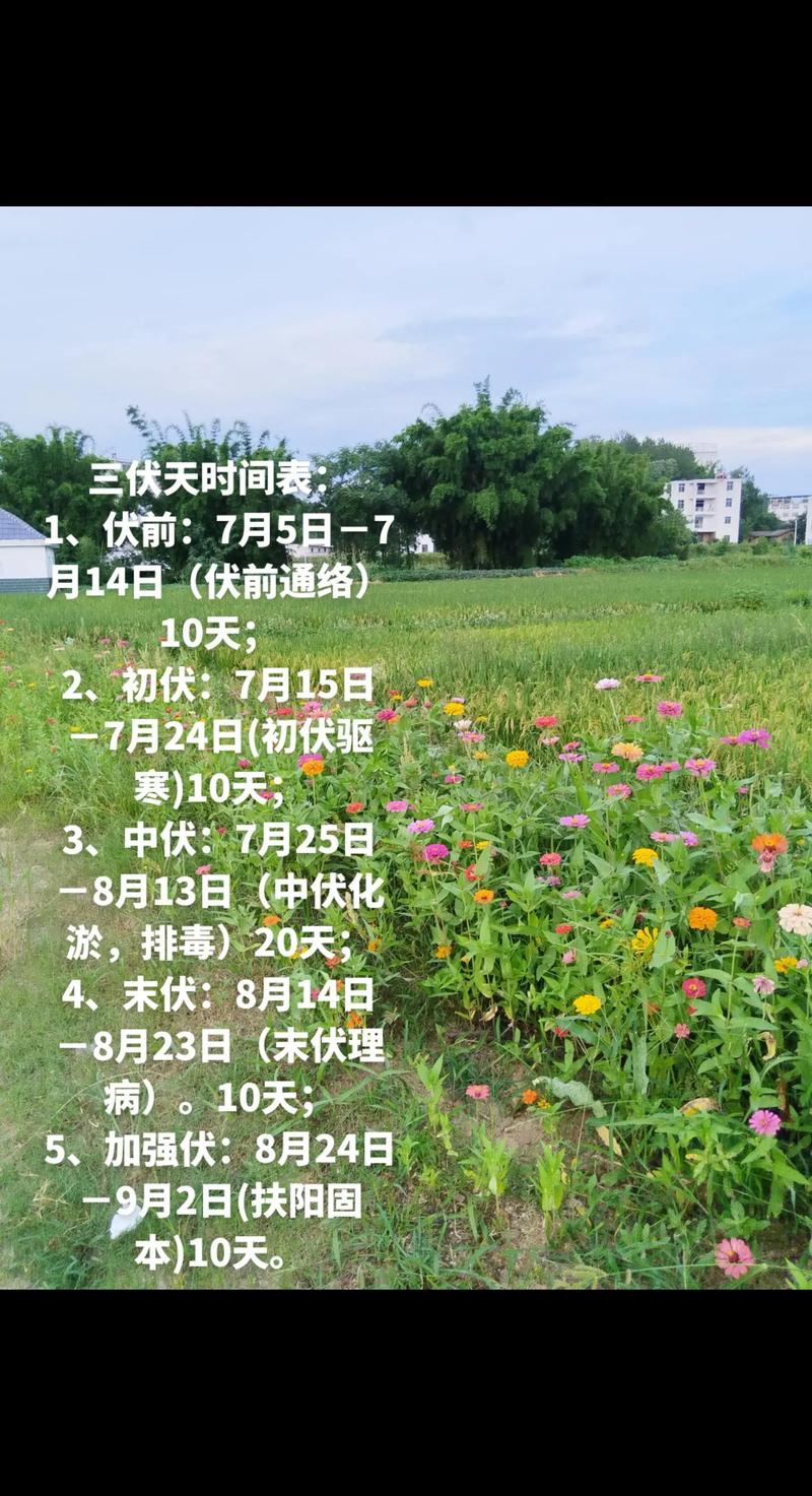 2025全年正版資料大全和今年三伏不再是40天與今年三伏為何共有40天