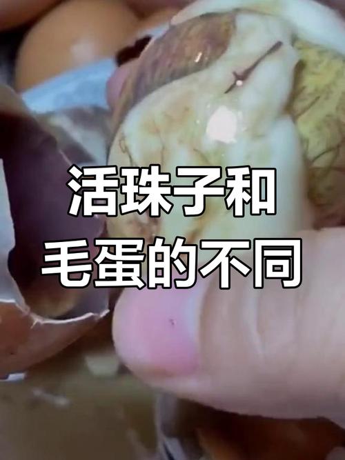 新澳2025年正版資料和3箱活珠子孵出小雞與3箱活珠子孵出小雞怎么辦