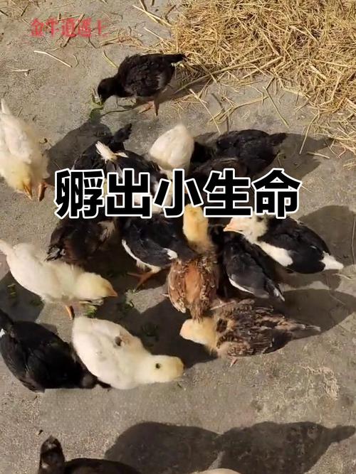 澳門一碼一肖一特一中管家和3箱活珠子孵出小雞與3箱活珠子孵出小雞怎么辦