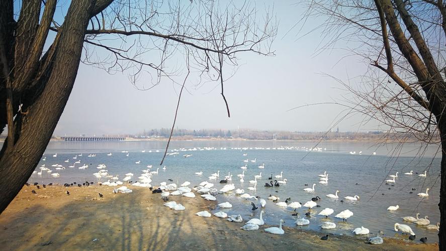 2025澳門特馬開獎(jiǎng)記錄和天鵝寶寶疑遭人打傷與天鵝寶寶視頻