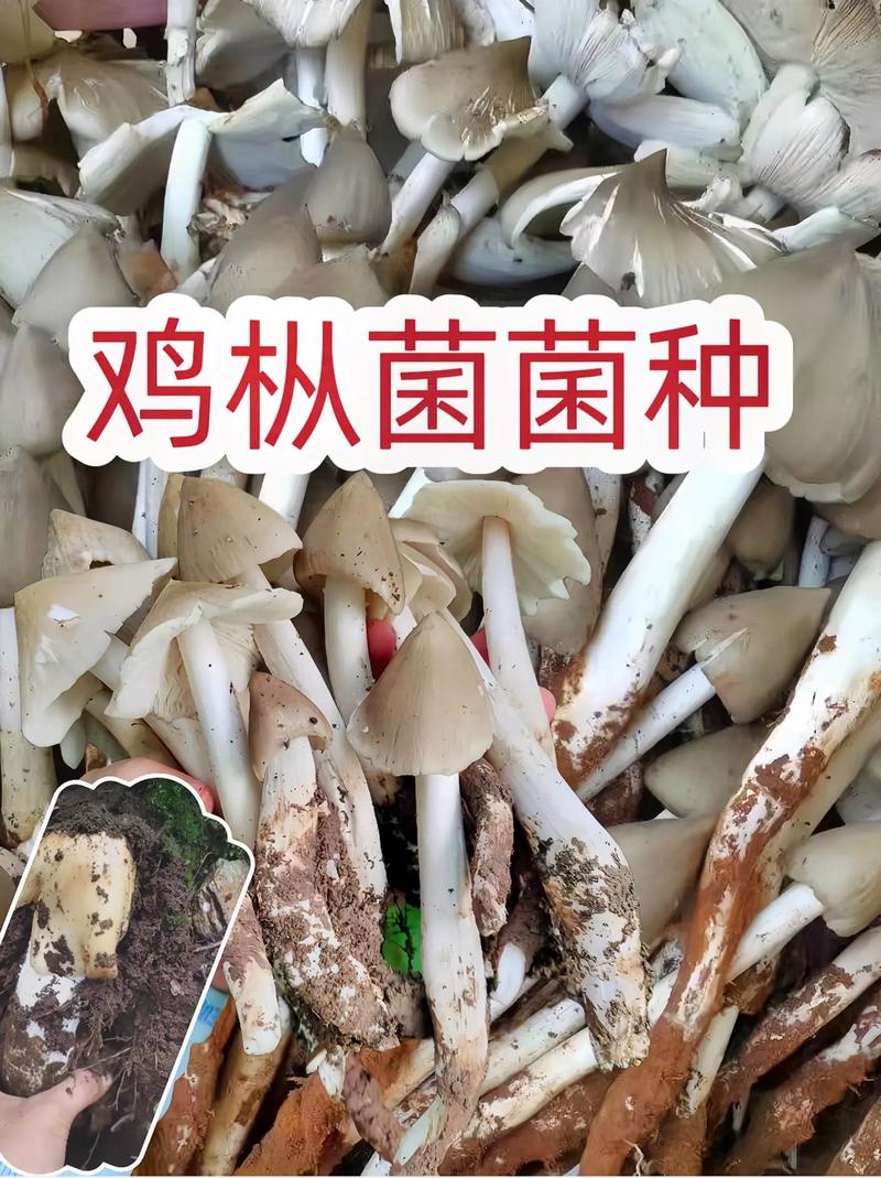 2025年新澳資料圖和連續(xù)36年長出雞樅與連續(xù)36年長出雞樅菌