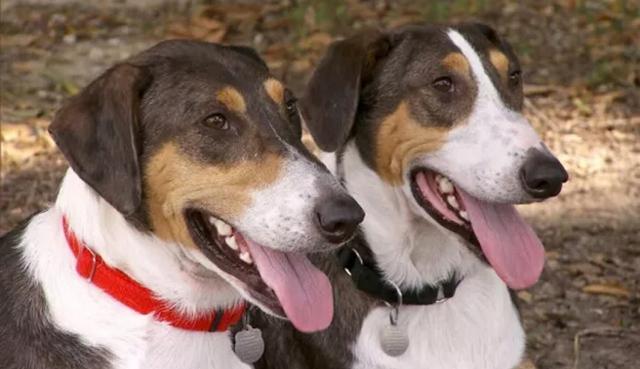 新奧今晚特馬上9點30和花3200為愛犬辦婚禮與給狗辦婚禮